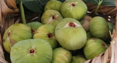 Kilis İnciri Sezonu Açıldı!