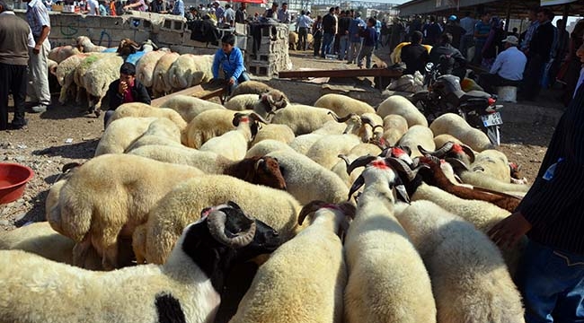 Kilis’te Kurban Fiyatları
