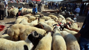 Kilis’te Kurban Fiyatları