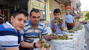 Taze Ceviz Satışları Sürüyor