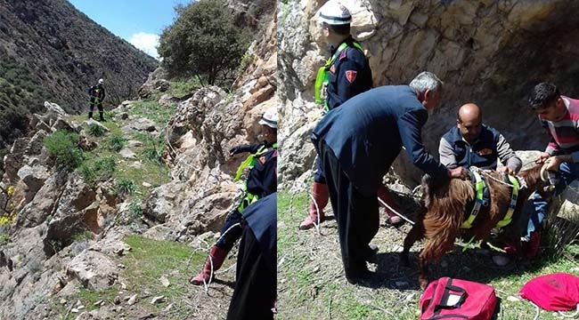 Kilis'te Keçi Kurtarma Operasyonu