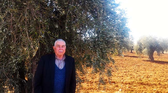 Zeytin Ağaçları Nasıl Budanmalı?
