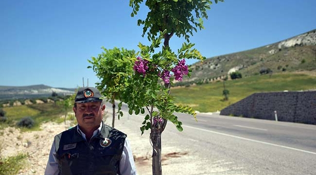 Kilis Karayolları Çiçek Açmaya Başladı