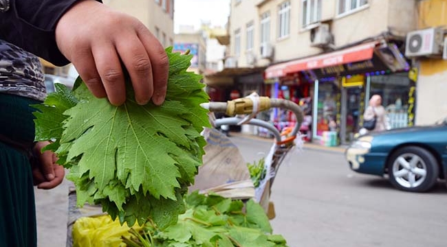 Kilis'te Taze Asma Yaprağı Çıktı