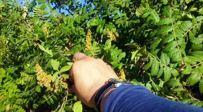 Kilis'te Sumaklar Yetişti