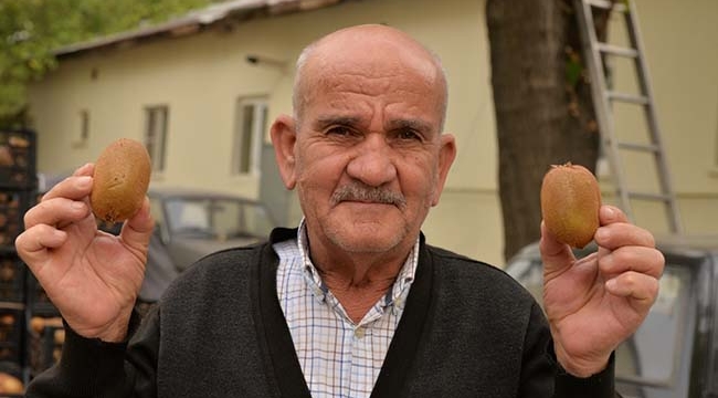 Kahramanmaraş Kivisi Piyasada
