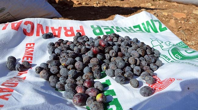 Kilis Attun Zeytini