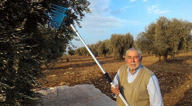 Kilis'te 30 Bin Hektar Alanda Zeytin Üretimi Yapılıyor