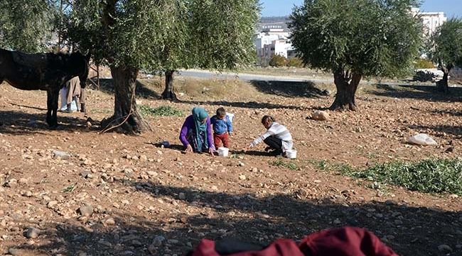 Kilis'te Yerli Tarım İşçisi Azalıyor