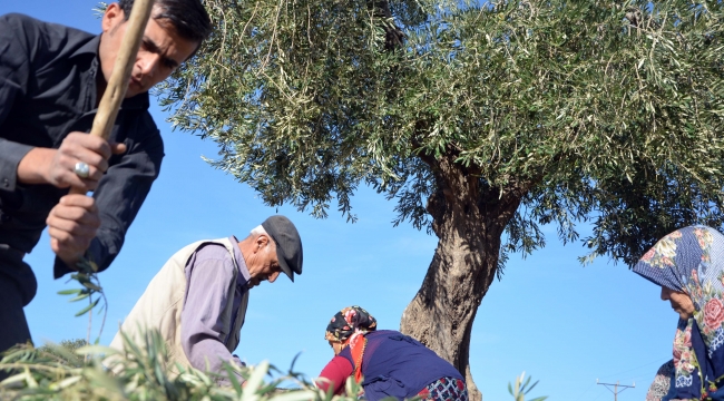 Kilis'te Zeytin Hasadı Sürüyor