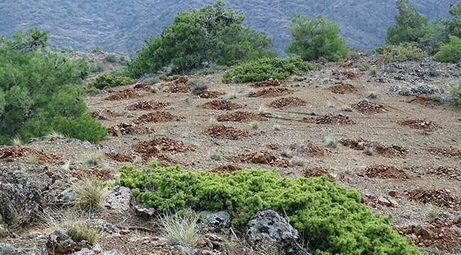Yukarı Afrin Baraj Havzasına 200 Bin Fidan Dikilecek