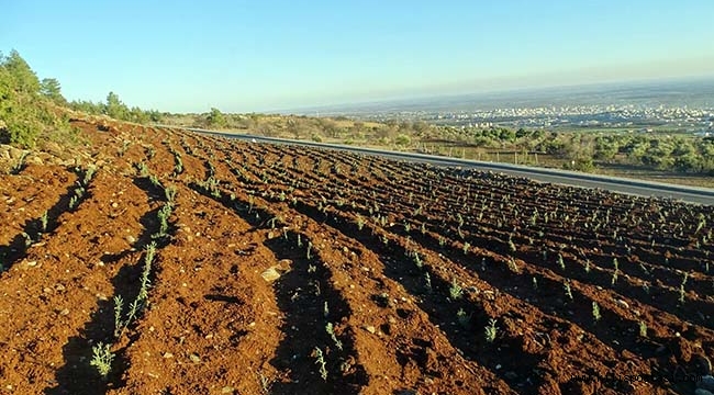 Kilis Resulosman Dağı'na Lavanta Ormanı Kuruluyor