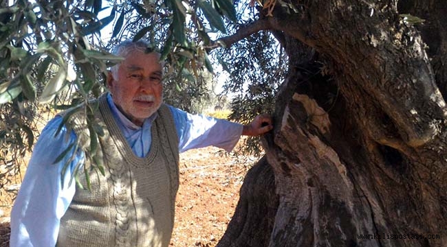 Kilis'te 2 Bin Yıllık Zeytin Ağacı Var