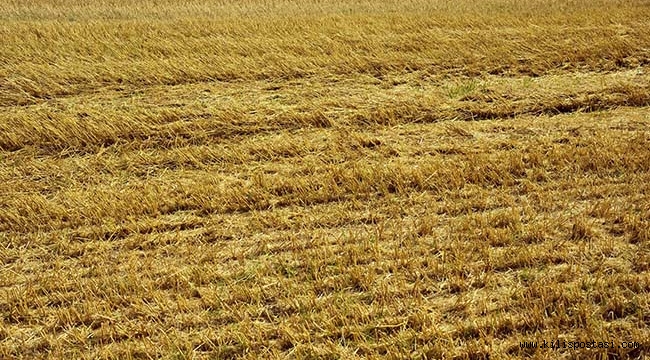 Kilis'te Anız Yakmanın Cezası Belli Oldu