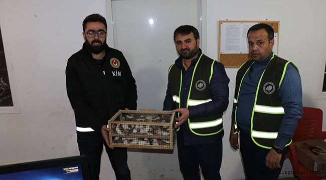 Kilis'te 500 Hint Bülbülü Yakalandı
