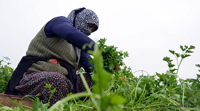 Kilis'te Fiyatlar Aldı Başını Gidiyor