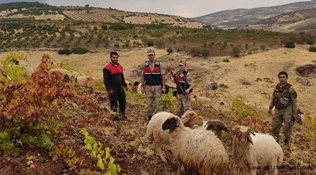 Kayıp Hayvanları Jandarma Buldu
