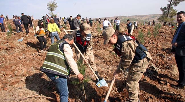 Kilis'te 60 Bin Fidan Toprakla Buluştu