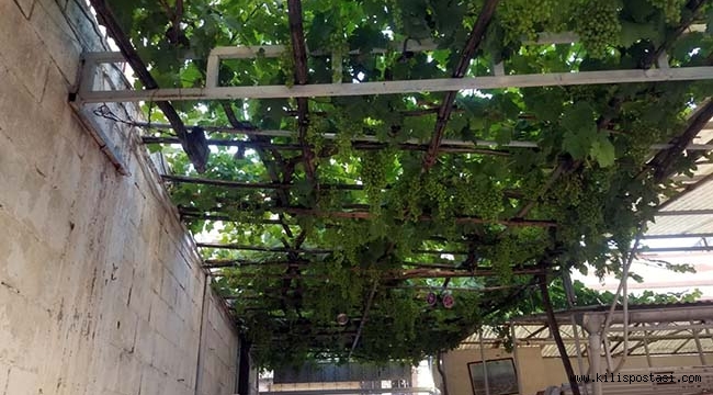 Kilis'te Her Evde Neden Asma Var?