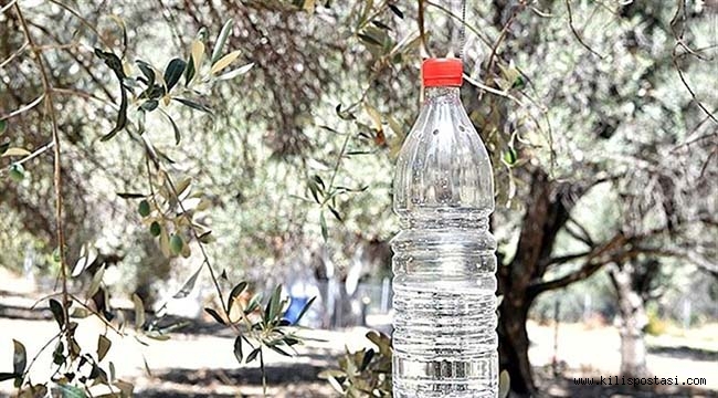 Kilis'te Zeytin Sineğine Karşı Mücadele Başladı