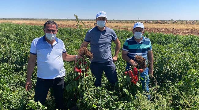 KİYÜ Tarımda Kaliteyi Arttırmak İçin Projeler Üretiyor