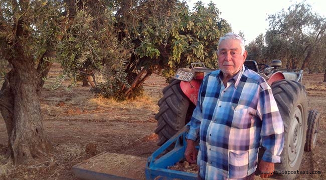 Zeytin Üreticilerinde Heyecanlı Bekleyiş