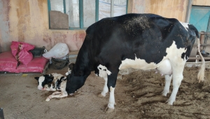 Stres azaltmada farklı bir seçenek 