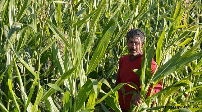 Kilis'te Aralık Ayında Mısır Yetiştiriyor