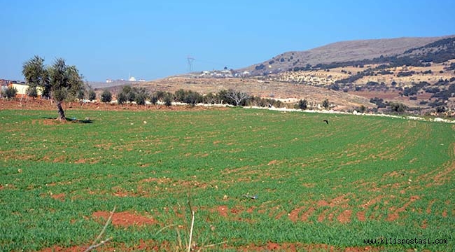 Kilis'te Kuraklık Çiftçiyi Düşündürüyor