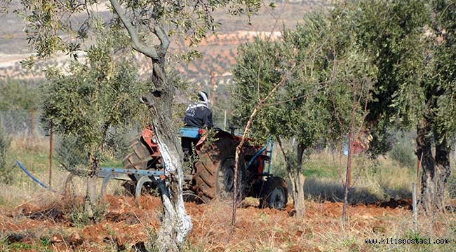 Kilis'te Zeytinler Sürülüyor