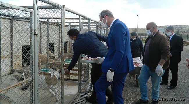 İl Tarım Müdürü Hayvan Barınağını Ziyaret Etti