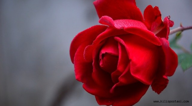 İmam Rıza (a.s)