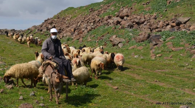 Kilis'te Meralar Sürülerle Şenlendi