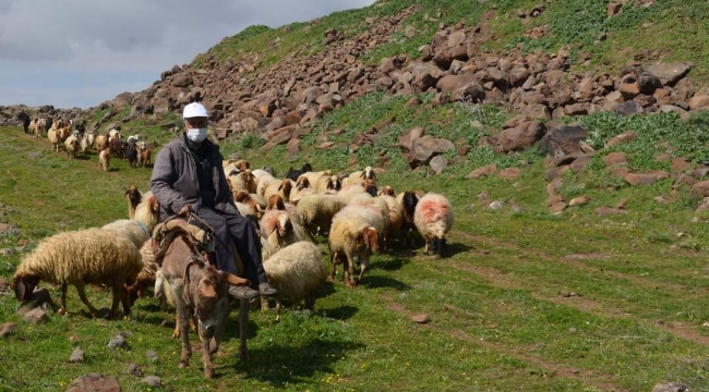 Kilis'te Meralar Sürülerle Şenlendi
