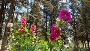 TOPRAK BAYRAMI
