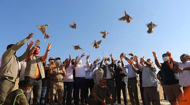 Kilis’te Kınalı Keklikler Doğaya Bırakıldı