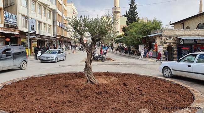 Kilis'te Kavşağa Zeytin Ağacı Dikildi