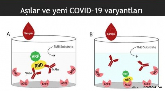Aşılar COVID-19 varyantlarından koruyor mu? 