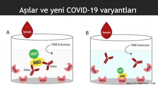 Aşılar COVID-19 varyantlarından koruyor mu?