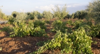 Bağ Alanlarını İlaçlama Uyarısı 
