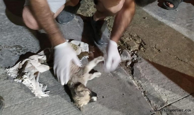Kilis’te Yavru Köpek Böyle Hayata Döndü
