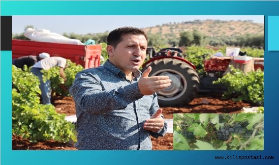 Kilis Karası Üreticisinin Yüzünü Güldürecek mi?