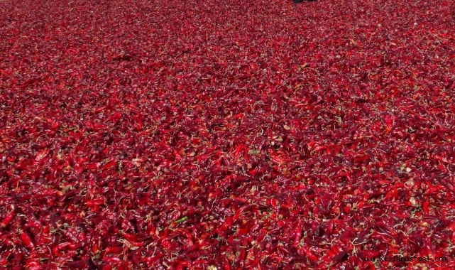 Biber Sergileri ile Tarlalar Kırmızıya Büründü