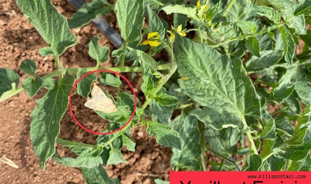Sebze Tarım Alanlarında Tespit Edilen Hastalıklara Dikkat!