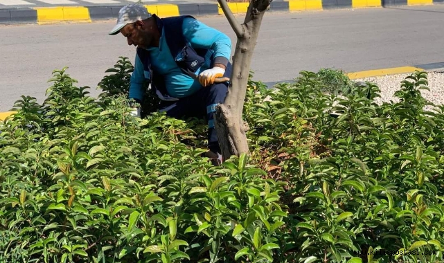 Kilis Belediyesi Çevre Güzellik Çalışmalarına Devam Ediyor