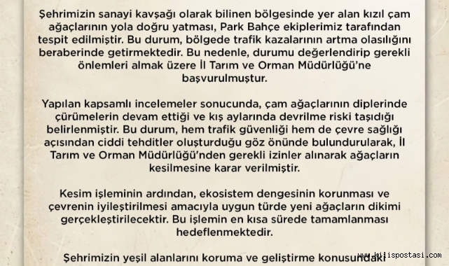 Kızıl Çam Ağaçlarının Kesilmesi Kararlaştırıldı!