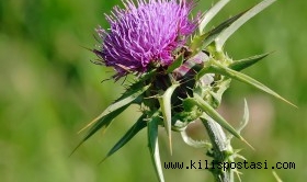 Deve Dikeni (Silybum marianum) Nedir? Vücuda Etkileri Nelerdir?