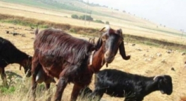 Kilis Keçisi ve Özellikleri