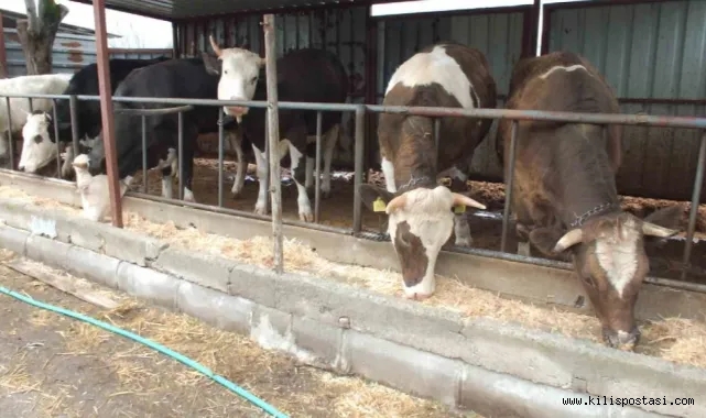 Balıkesir’de Kurbanlık Satışları Başladı: Fiyatlar Yüzde 45 Arttı