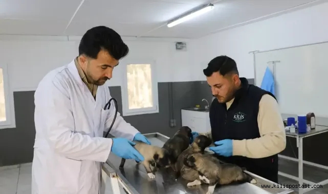 Kilis'te Yangında Kurtarılan 6 Yavru Köpek Tedavi Altında